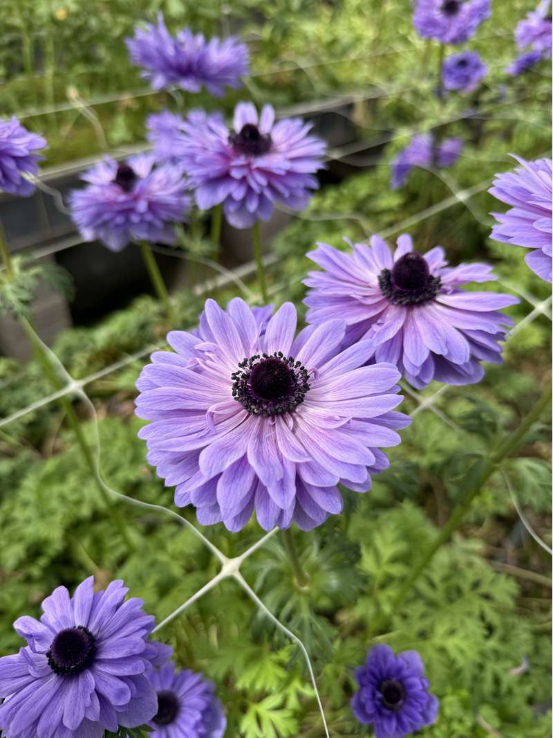 Anemone 'Levante Blu'